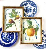 Framed Apple botanical 8x10"