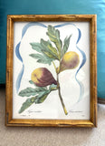 Framed Fig Botanical 8x10"