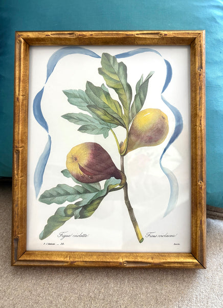 Framed Fig Botanical 8x10"