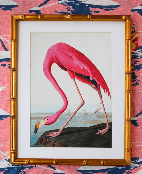 Flamingo Audubon