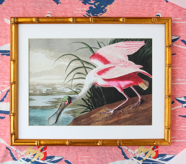 Pink Spoonbill Audubon